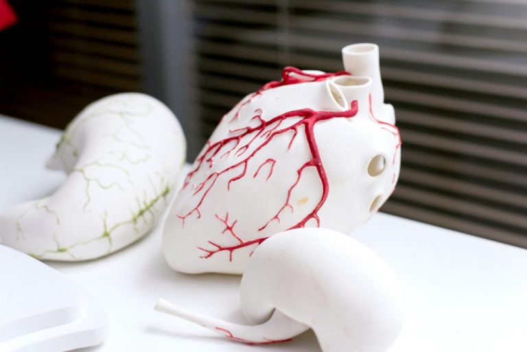 Model serca ludzkiego stworzony na drukarce 3D